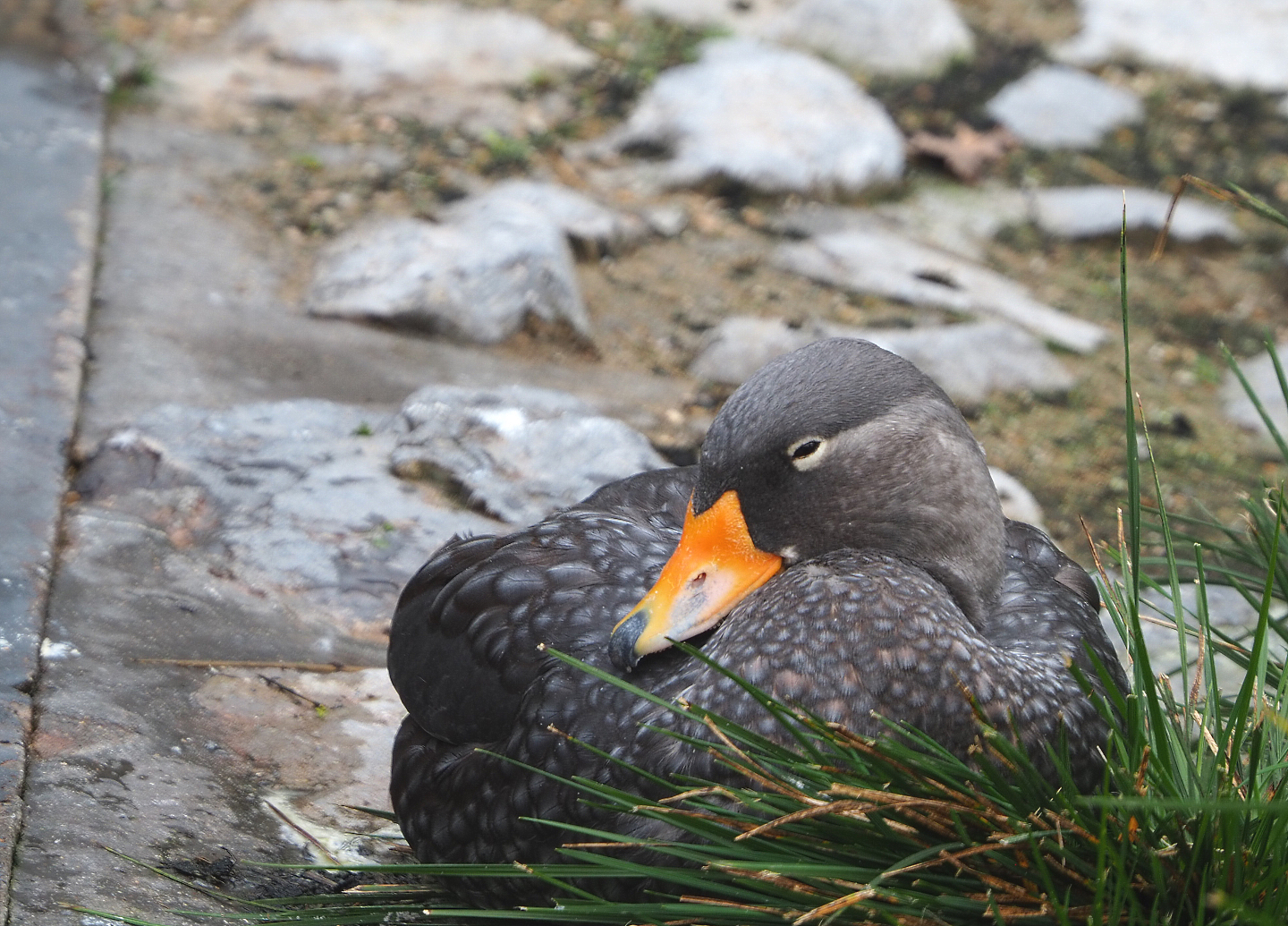 Magellanic flightless steamer duck  (Tachyeres pteneres), 2021-11-06
