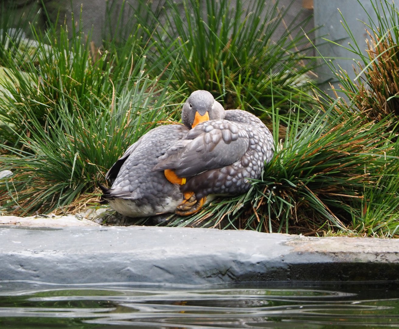 Magellanic flightless steamer duck  (Tachyeres pteneres), 2021-11-06
