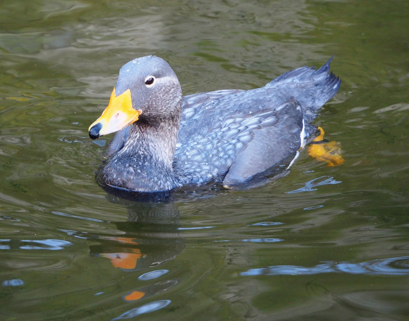 Magellanic flightless steamer duck (Tachyeres pteneres), 2021-11-23