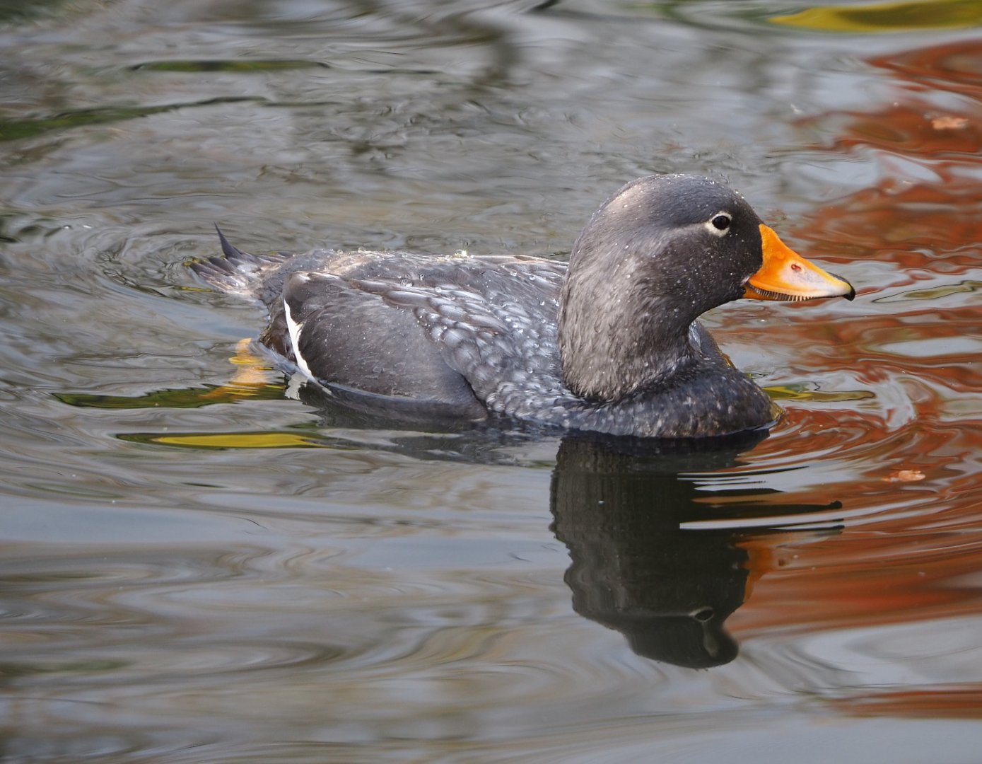Magellanic flightless steamer duck (Tachyeres pteneres), 2021-11-23