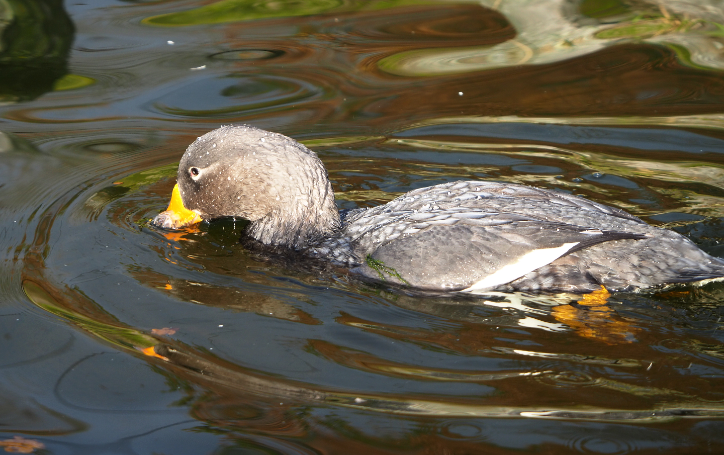 Magellanic flightless steamer duck (Tachyeres pteneres), 2021-11-23