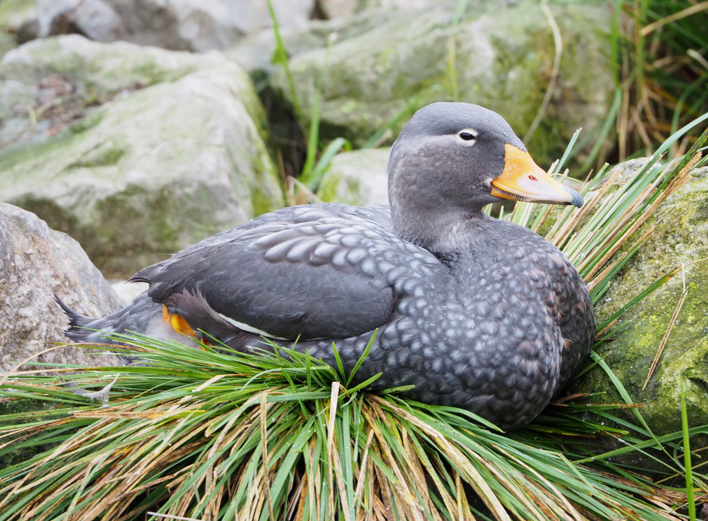 Magellanic flightless steamer duck (Tachyeres pteneres), 2021-12-07