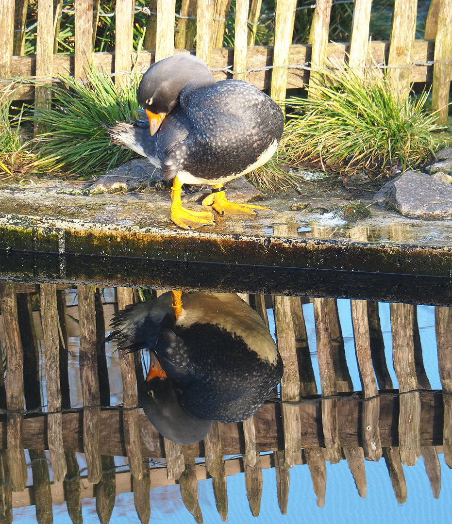 Magellanic flightless steamer duck (Tachyeres pteneres), 2022-01-30