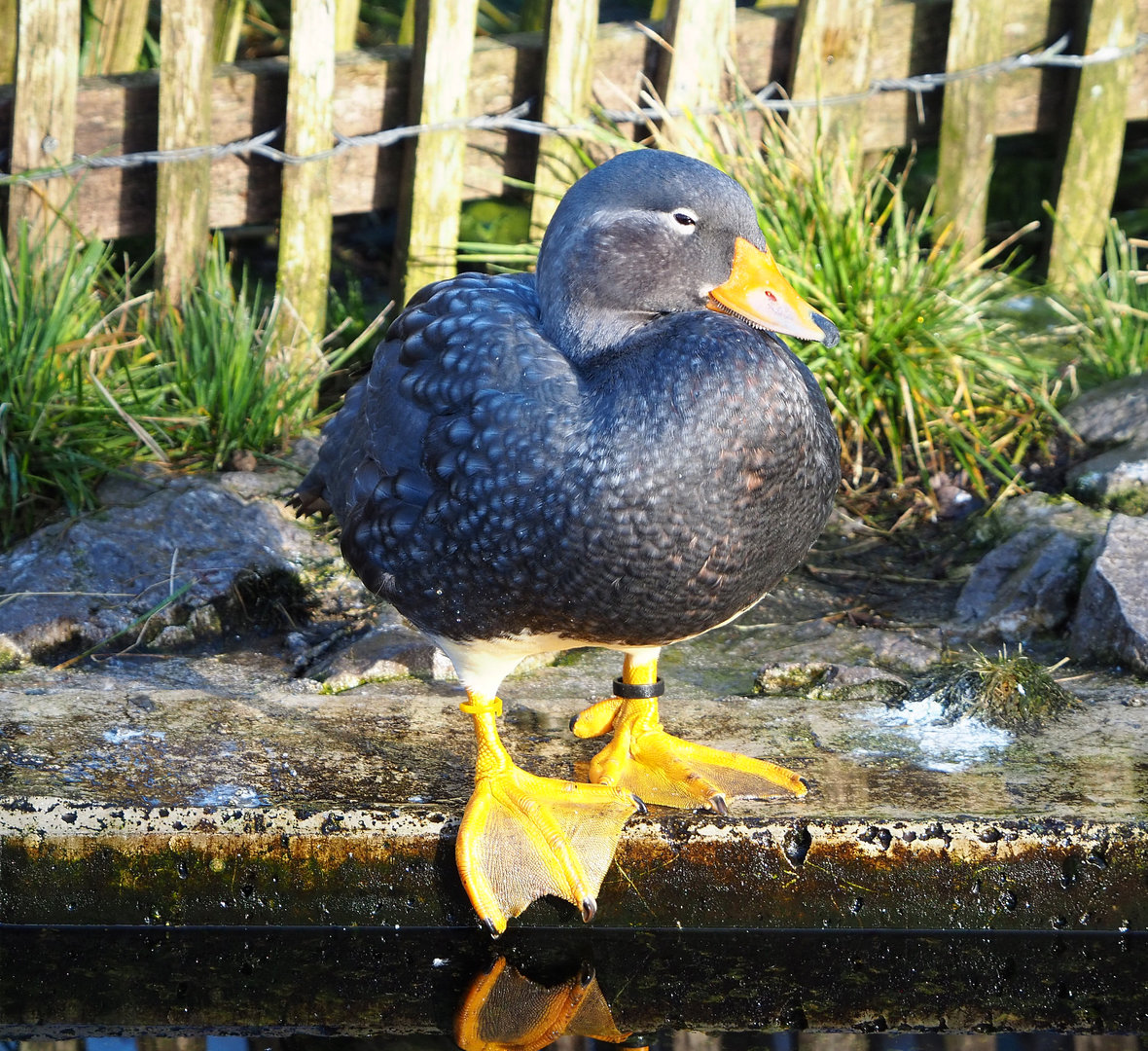 Magellanic flightless steamer duck (Tachyeres pteneres), 2022-01-30