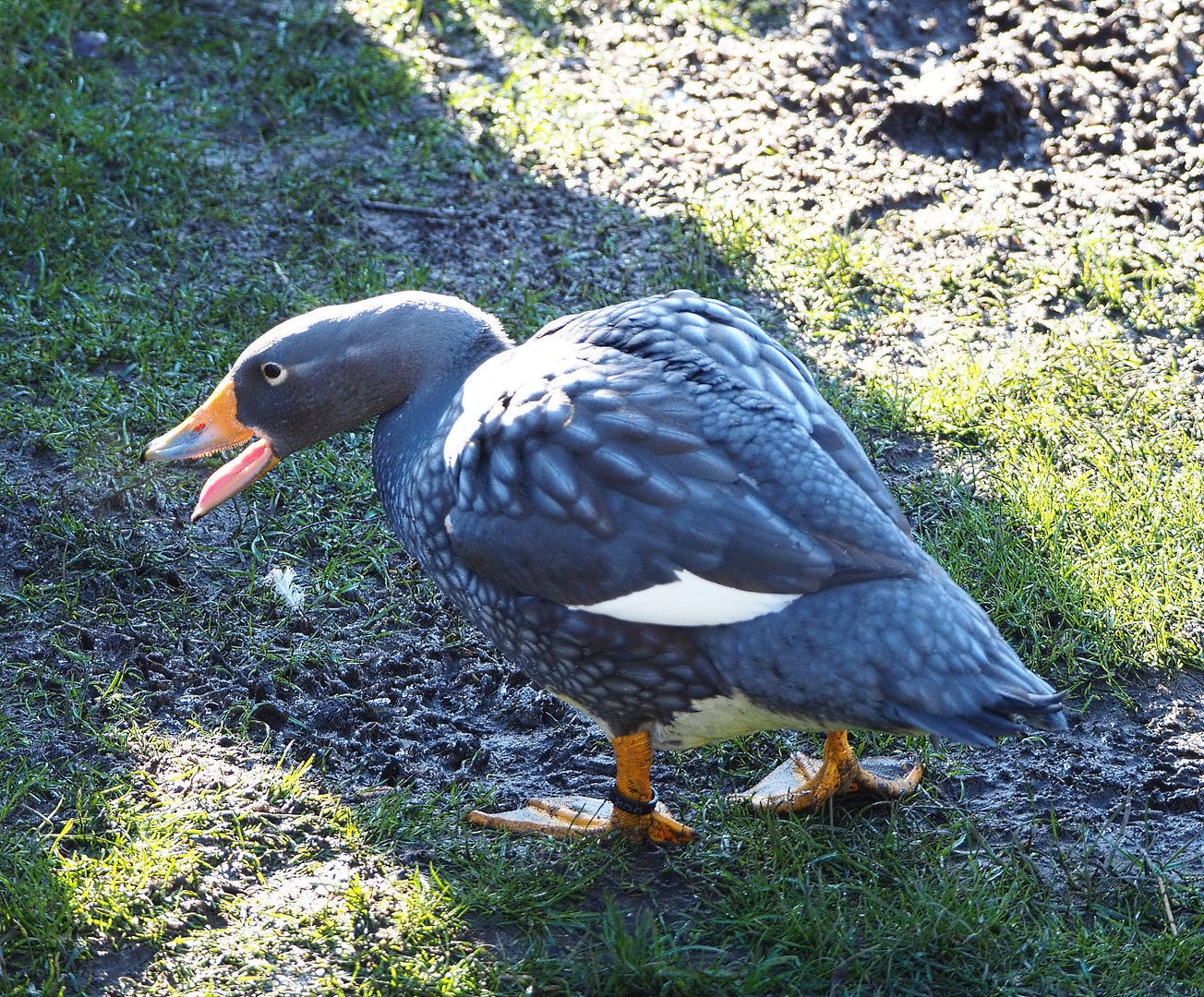 Magellanic flightless steamer duck (Tachyeres pteneres), 2022-02-12