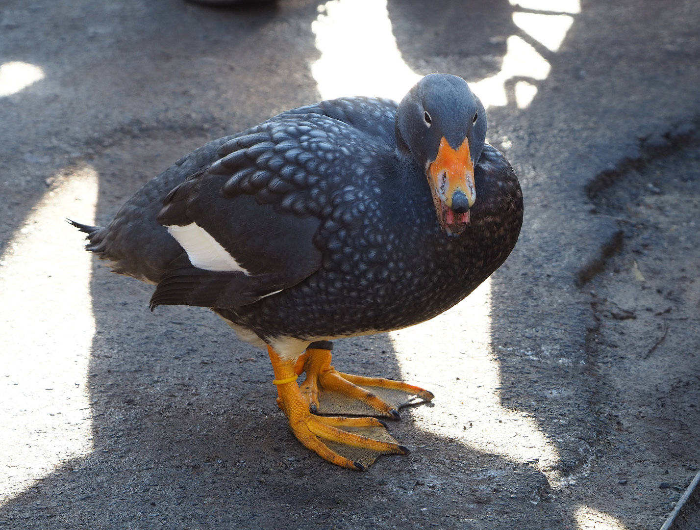 Magellanic flightless steamer duck (Tachyeres pteneres), 2022-02-12