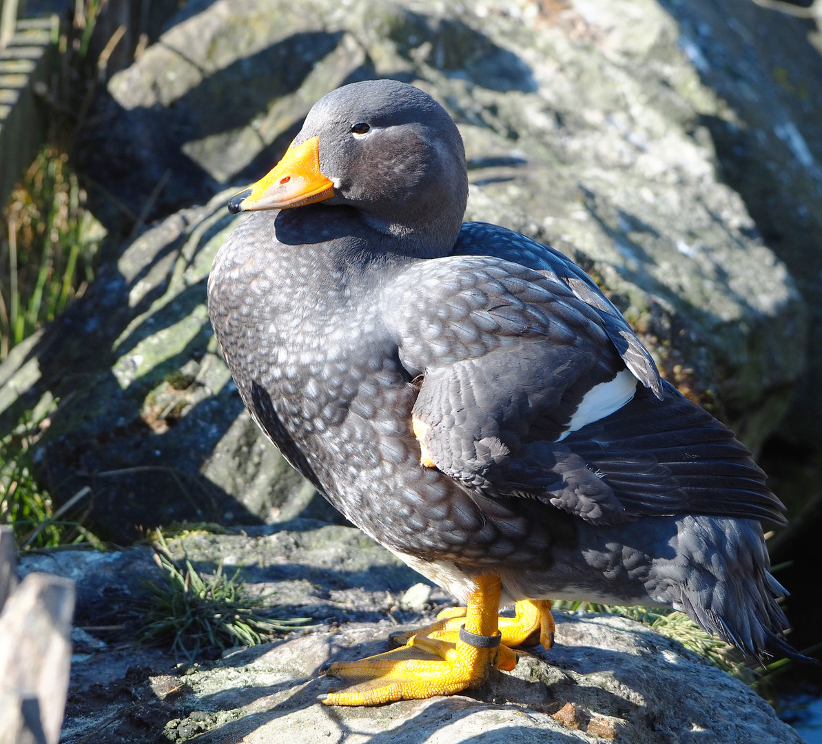 Magellanic flightless steamer duck (Tachyeres pteneres), 2022-03-08