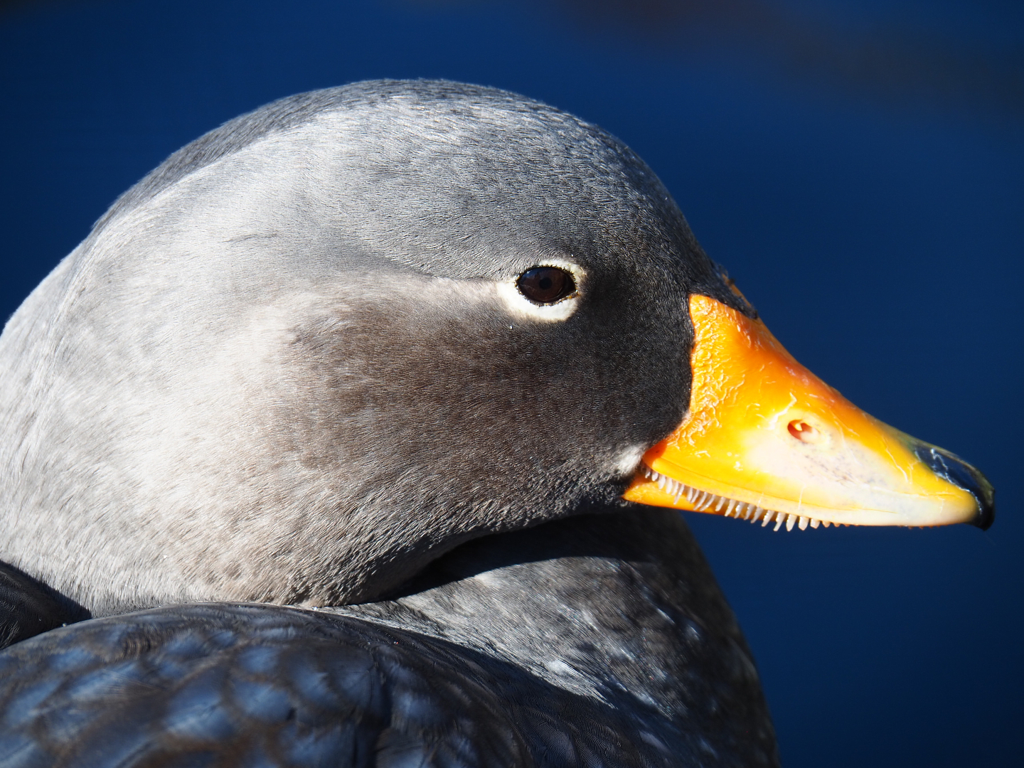 Magellanic flightless steamer duck (Tachyeres pteneres), 2022-03-08