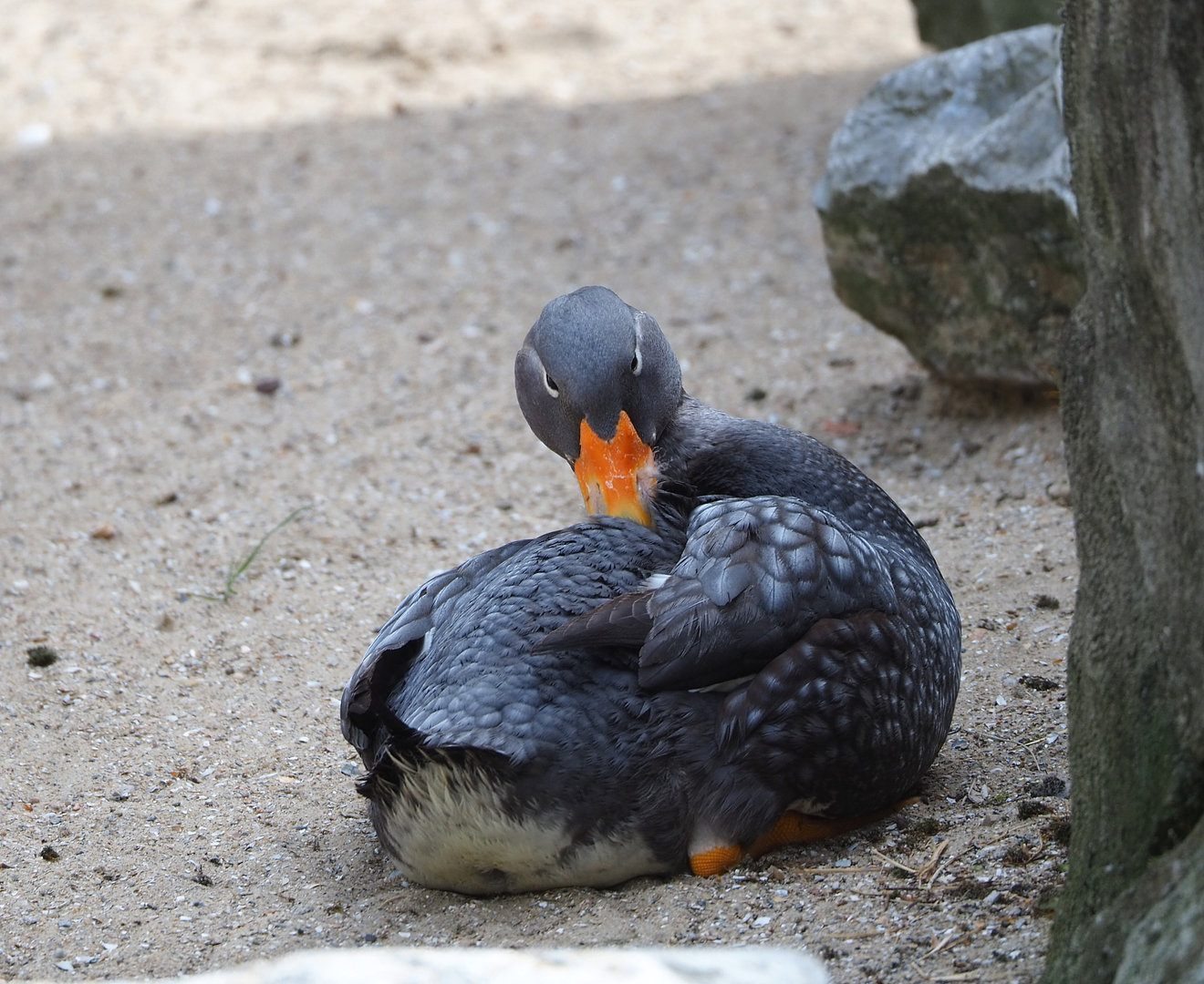 Magellanic flightless steamer duck (Tachyeres pteneres), 2022-04-12
