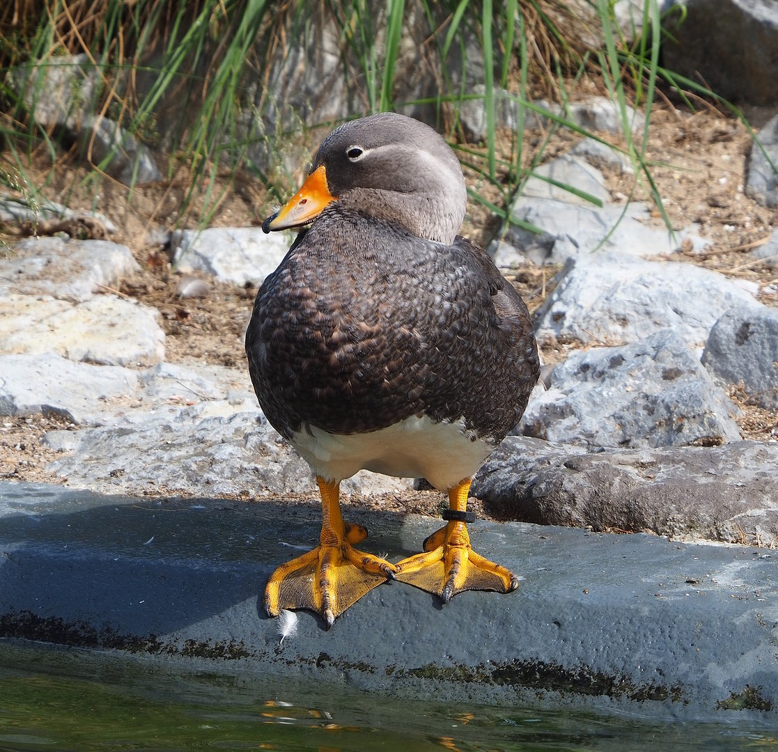 Magellanic flightless steamer duck (Tachyeres pteneres), 2022-07-03