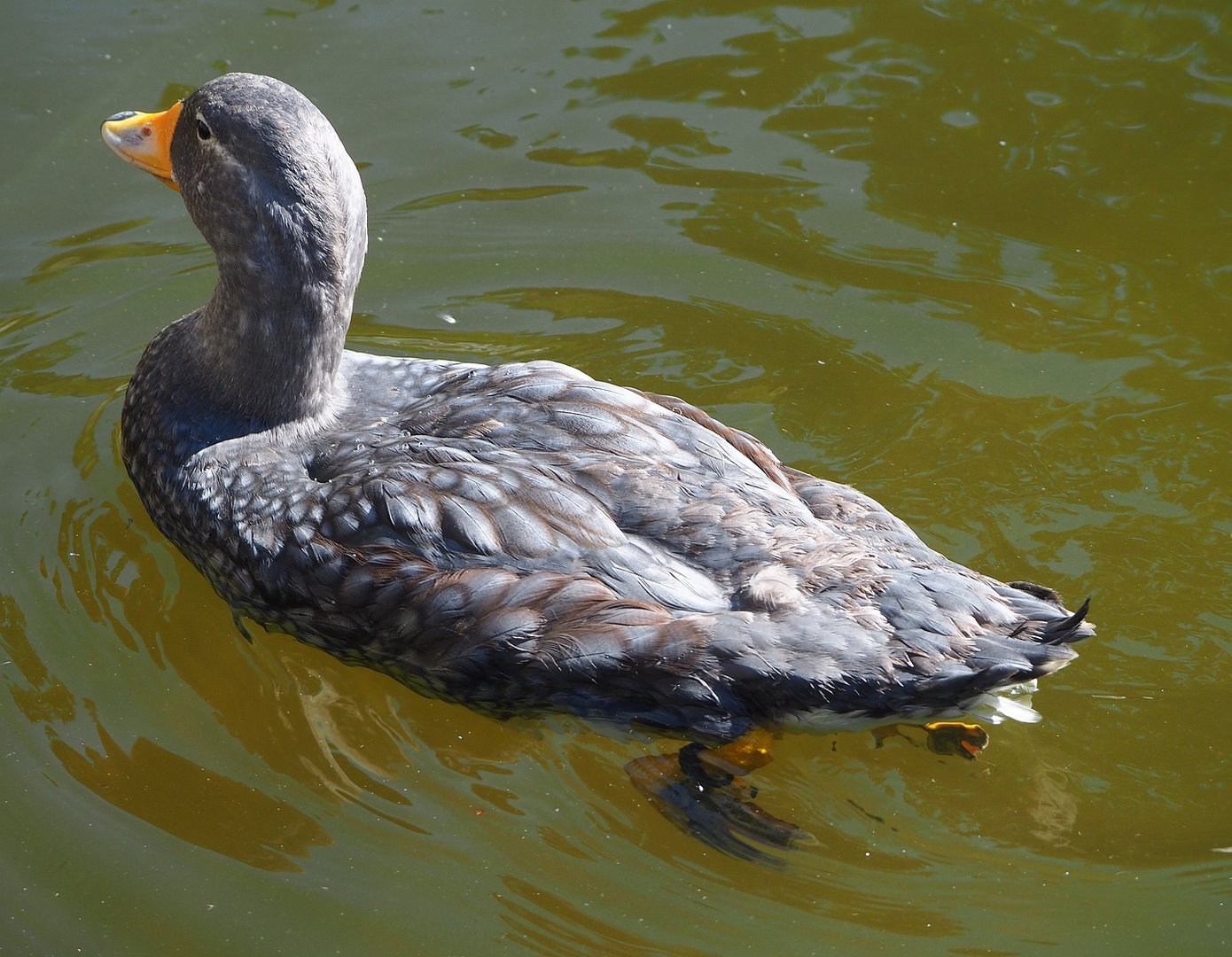 Magellanic flightless steamer duck (Tachyeres pteneres), 2022-08-07