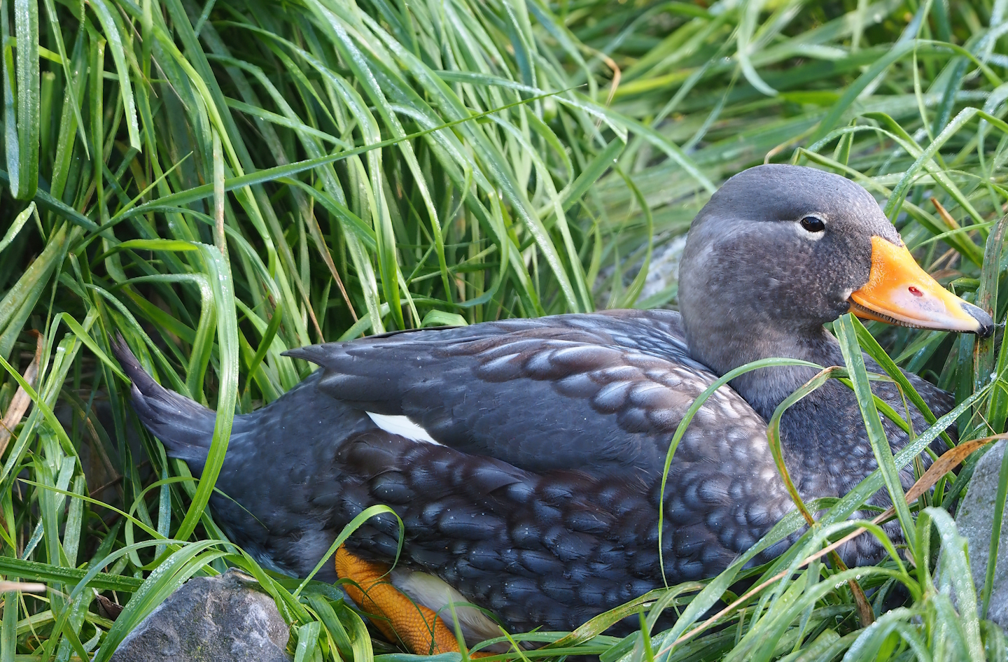 Magellanic flightless steamer duck (Tachyeres pteneres), 2022-10-19