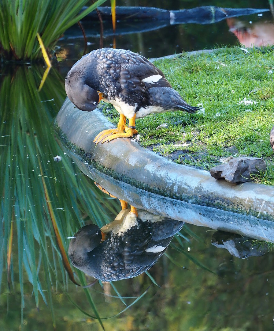 Magellanic flightless steamer duck (Tachyeres pteneres), 2022-11-12