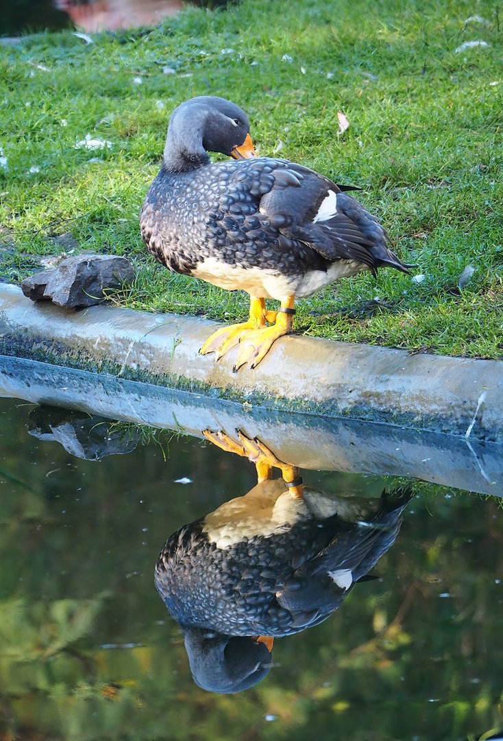 Magellanic flightless steamer duck (Tachyeres pteneres), 2022-11-12