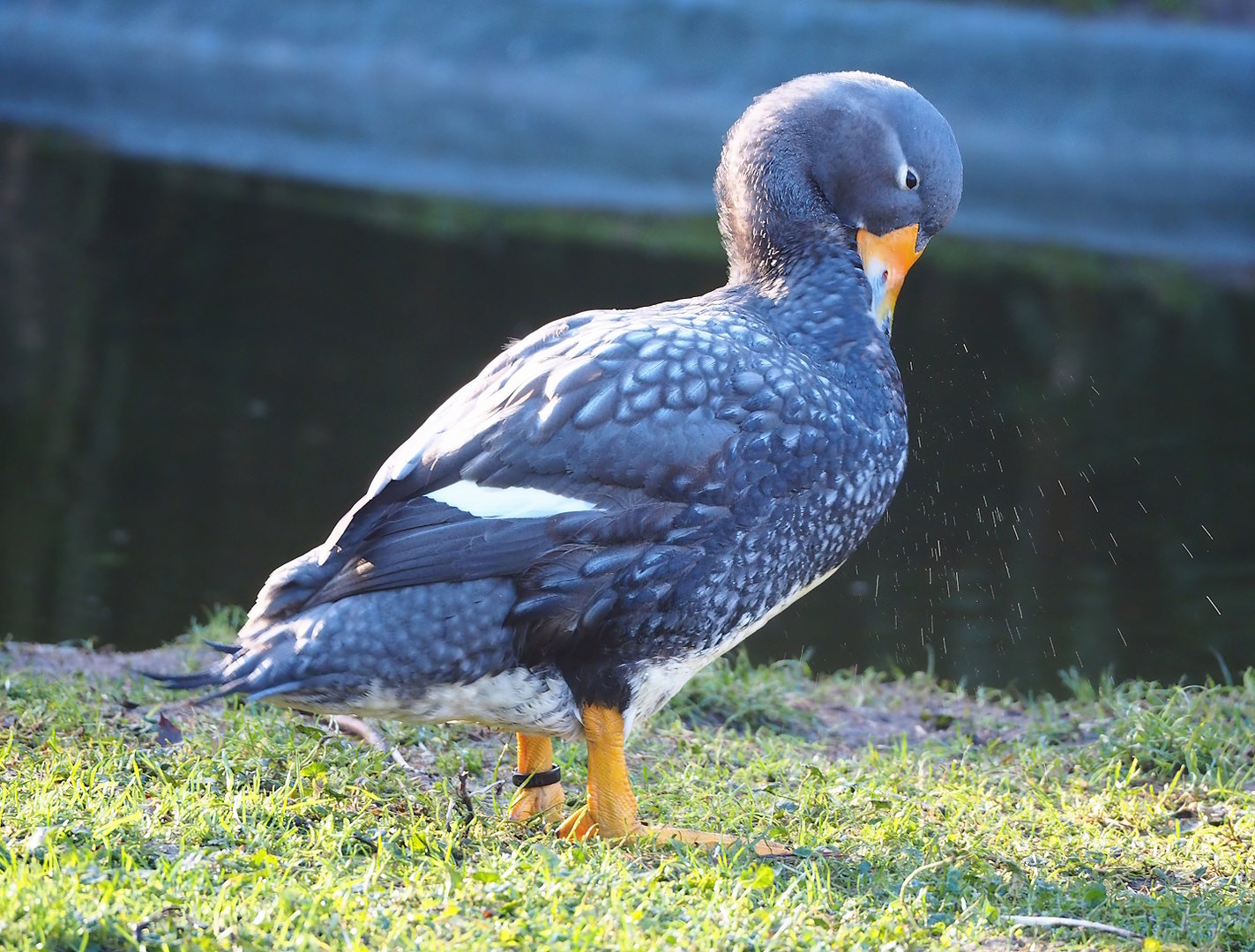 Magellanic flightless steamer duck (Tachyeres pteneres), 2022-12-27