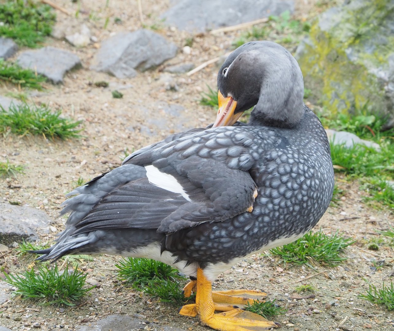 Magellanic flightless steamer duck (Tachyeres pteneres), 2023-02-19