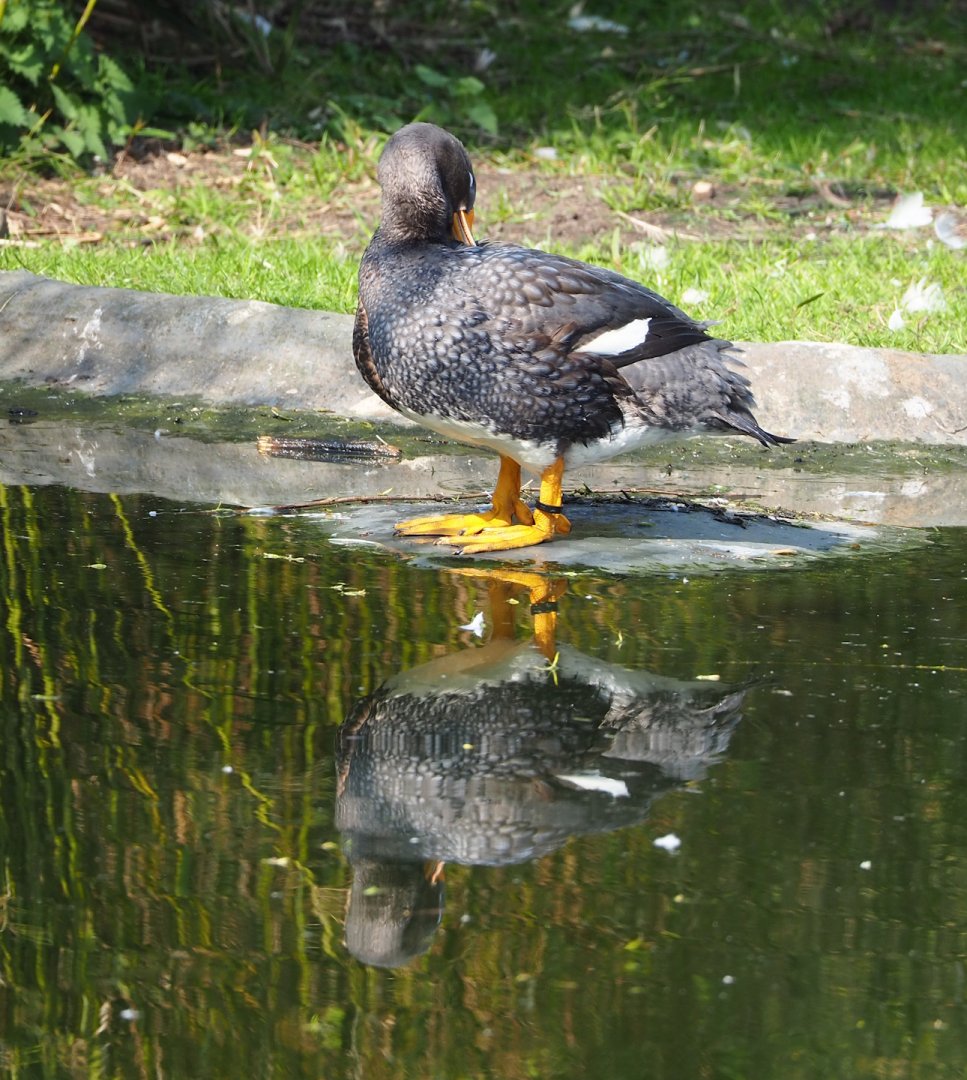 Magellanic flightless steamer duck (Tachyeres pteneres), 2023-04-18
