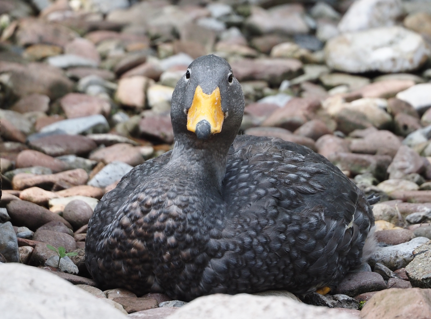 Magellanic flightless steamer duck (Tachyeres pteneres), 2024-05-24