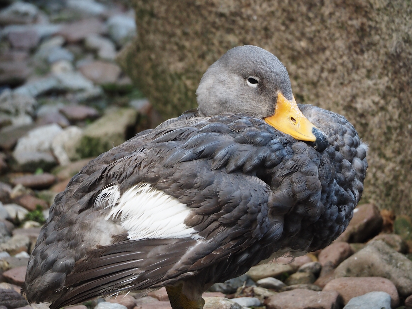 Magellanic flightless steamer duck (Tachyeres pteneres), 2024-05-24