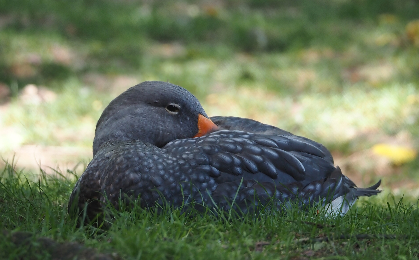 Magellanic flightless steamer duck (Tachyeres pteneres), 2024-09-17