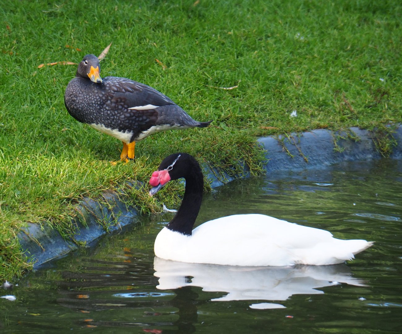 Magellanic flightless steamer duck (Tachyeres pteneres) and Black-necked swan (Cygnus melancoryphus), 2020-10-10