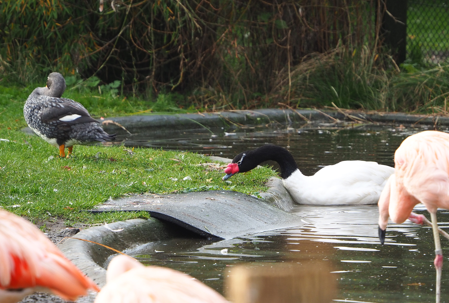 Magellanic flightless steamer duck (Tachyeres pteneres) and Black-necked swan (Cygnus melancoryphus), 2021-11-23