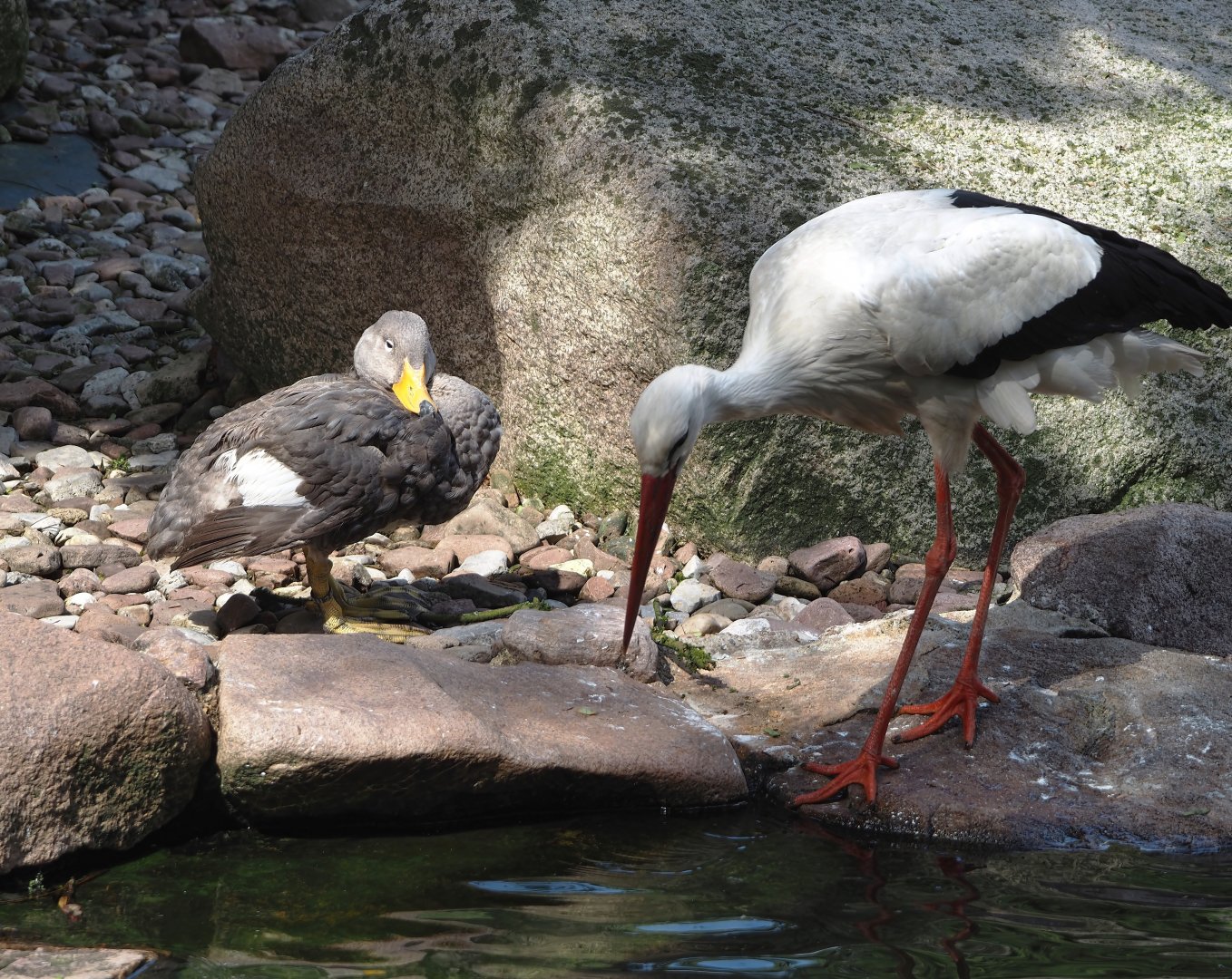 Magellanic flightless steamer duck (Tachyeres pteneres) and European white stork (Ciconia ciconia), 2024-05-24