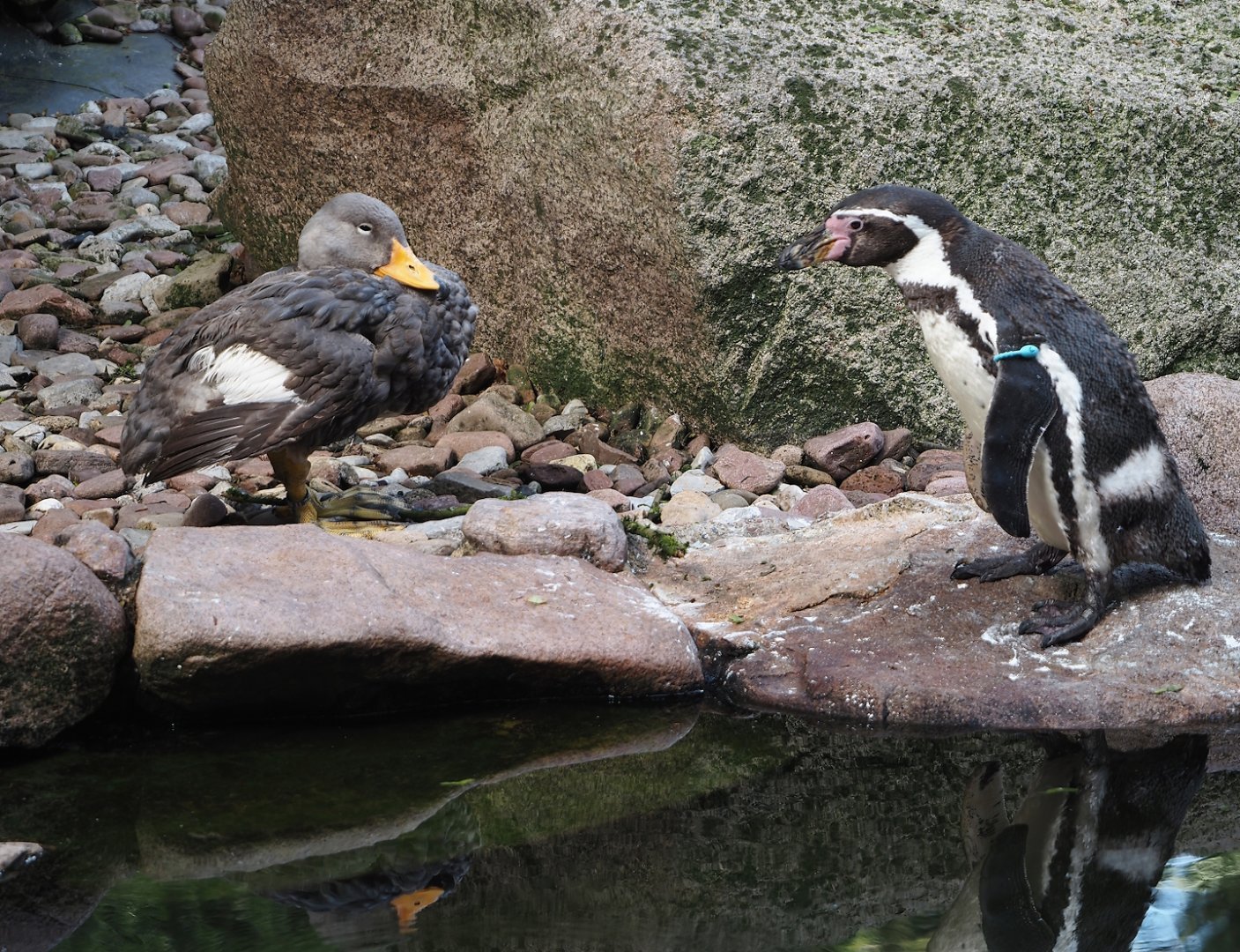 Magellanic flightless steamer duck (Tachyeres pteneres) and Humboldt penguin (Spheniscus humboldti), 2024-05-24