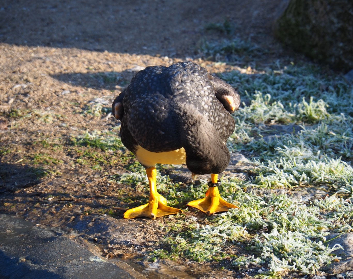 Magellanic flightless steamer duck (Tachyeres pteneres), Jan 20th, 2019