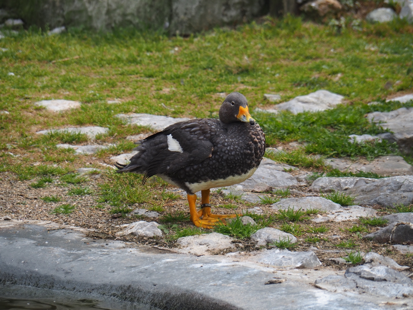 Magellanic flightless steamer duck (Tachyeres pteneres)