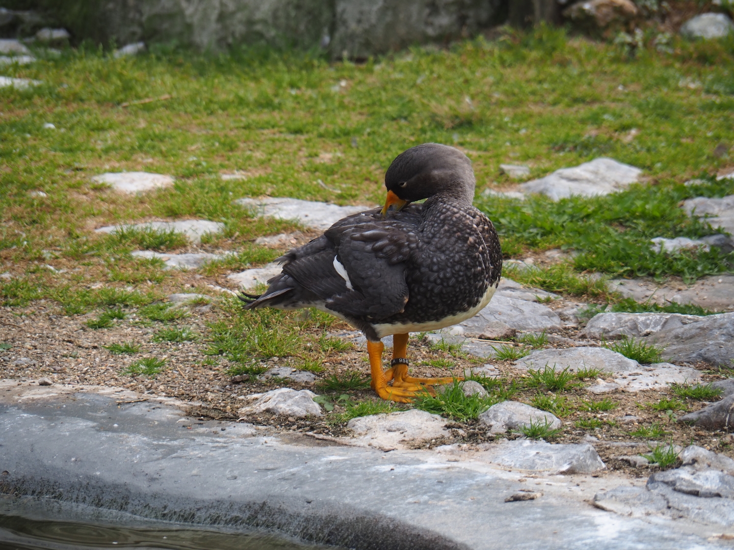 Magellanic flightless steamer duck (Tachyeres pteneres)