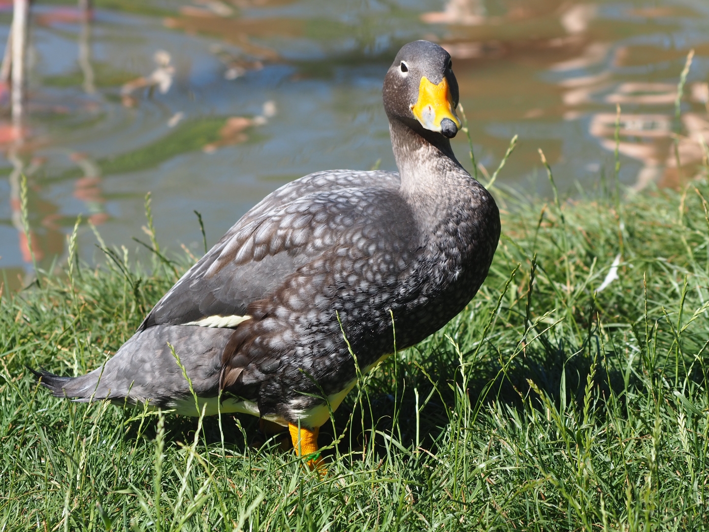 Magellanic flightless steamer duck (Tachyeres pteneres)