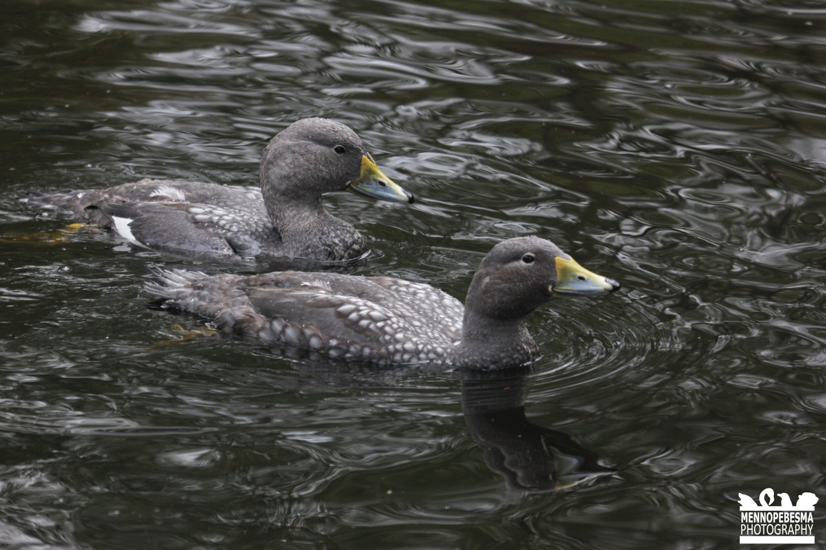 Magellanic flightless steamer duck (Tachyeres pteneres)
