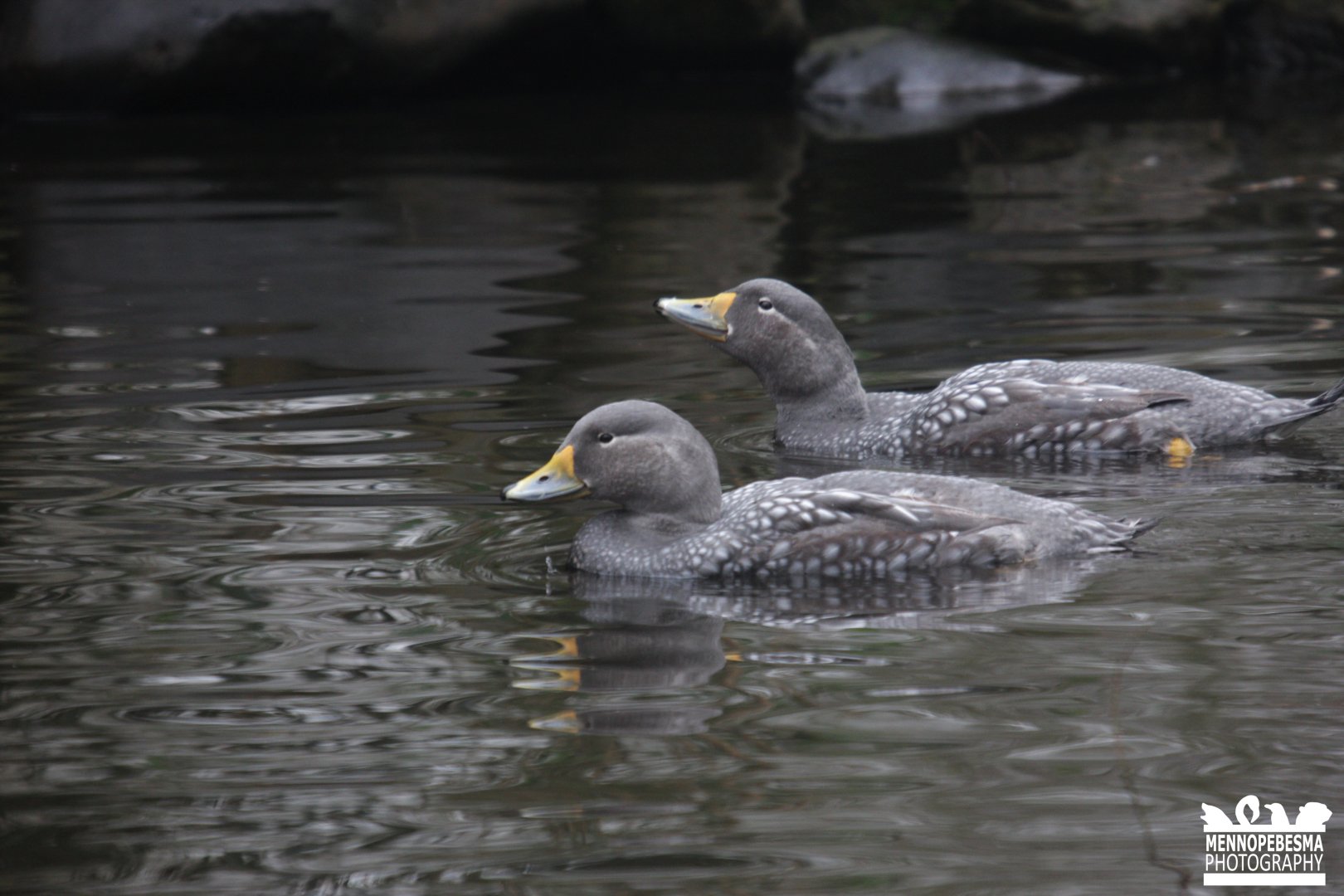 Magellanic flightless steamer duck (Tachyeres pteneres)