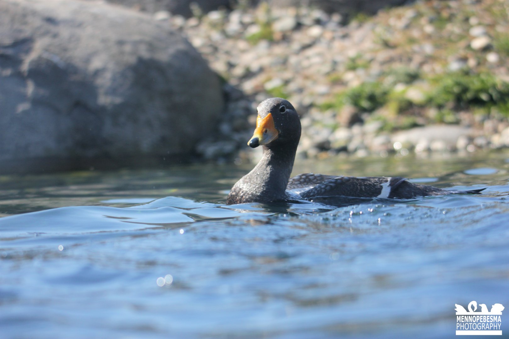 Magellanic flightless steamer duck (Tachyeres pteneres)