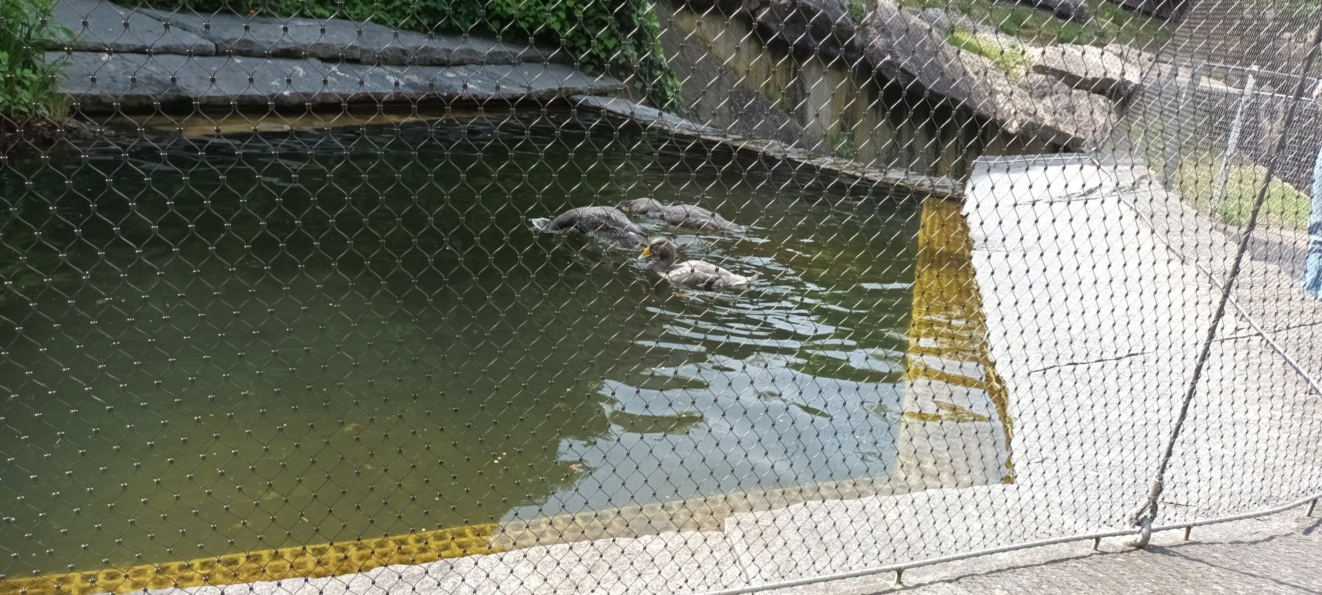 Magellanic flightless steamer Ducks