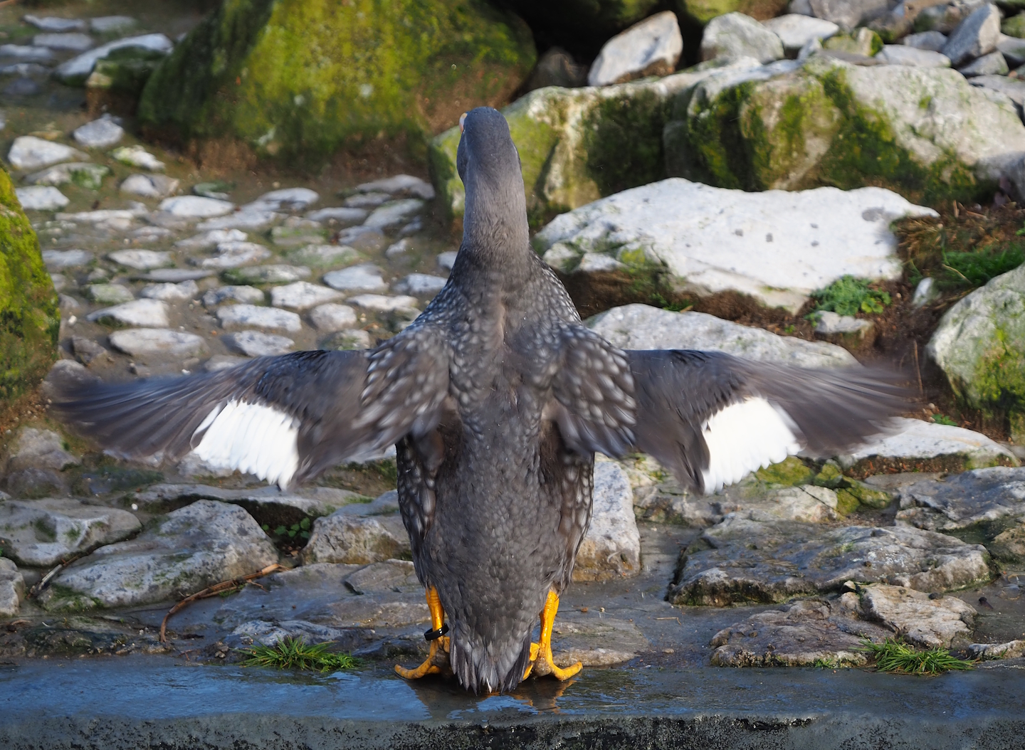 Magellanic flightless steamerduck (Tachyeres pteneres) showing why it is flightless, 2024-01-01