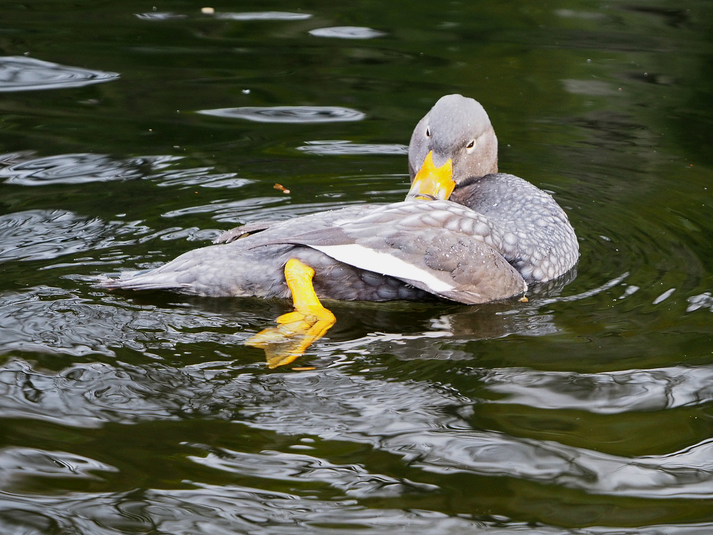 Magellanic fligtless ssteamer duck (Tachyeres pteneres), 2022-01-02