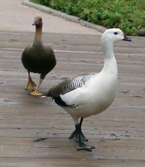 Magellanic geese (Chloephaga picta)