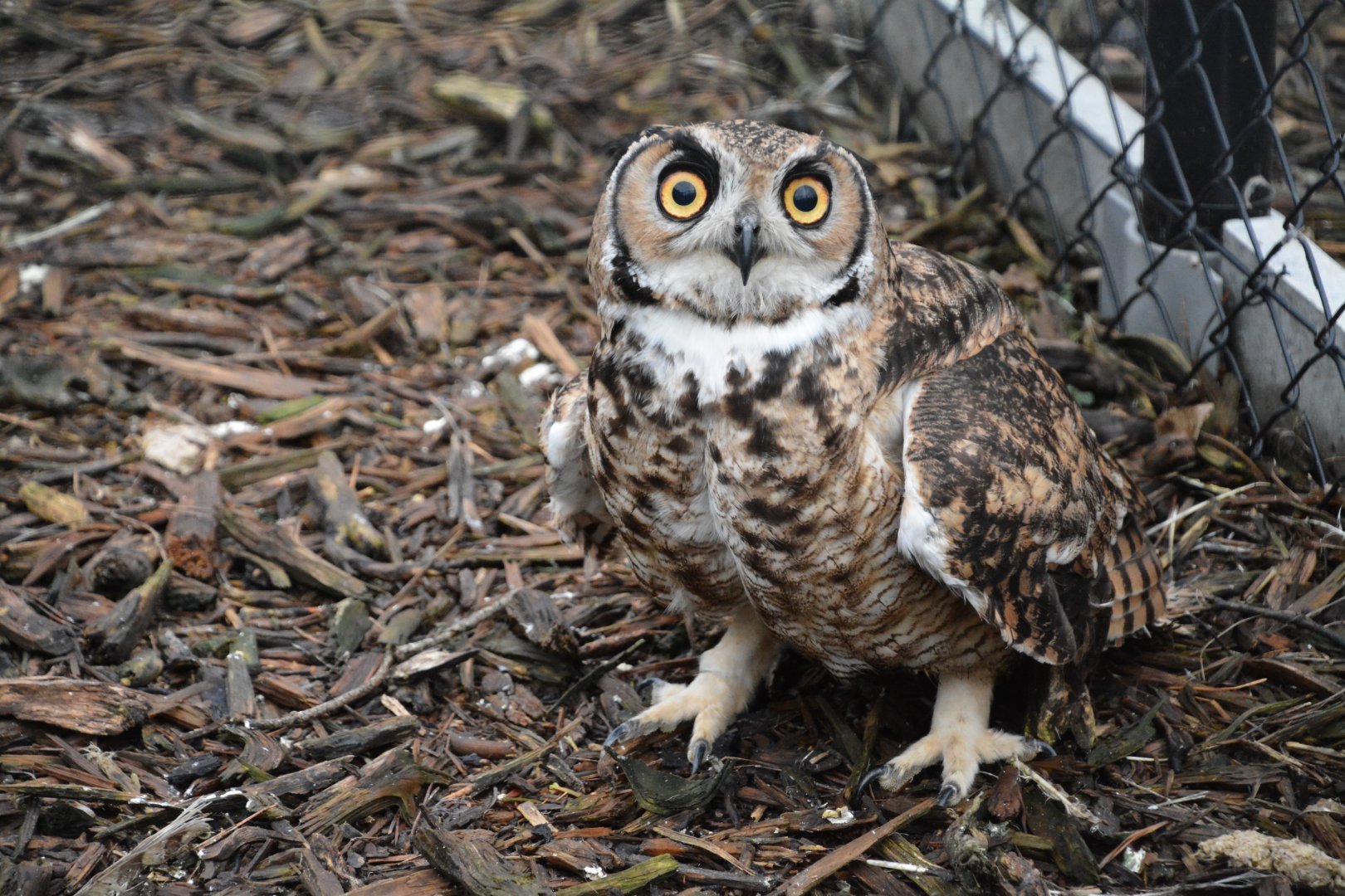 Magellanic horned owl (Bubo magellanicus)