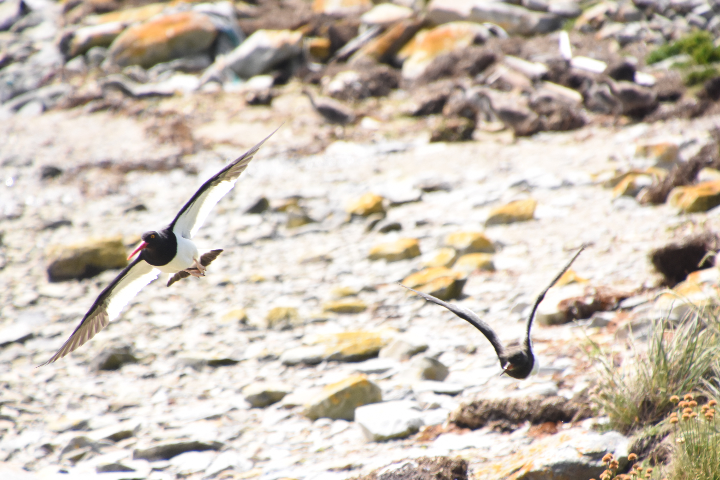 Magellanic oystercatcher