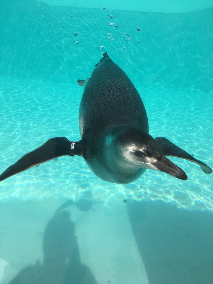 Magellanic penguin 040817