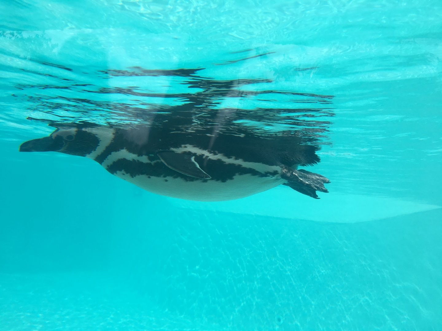 Magellanic penguin 040817