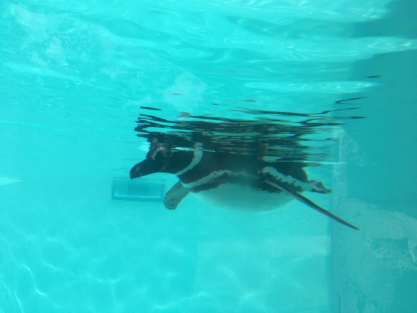 Magellanic penguin 040817