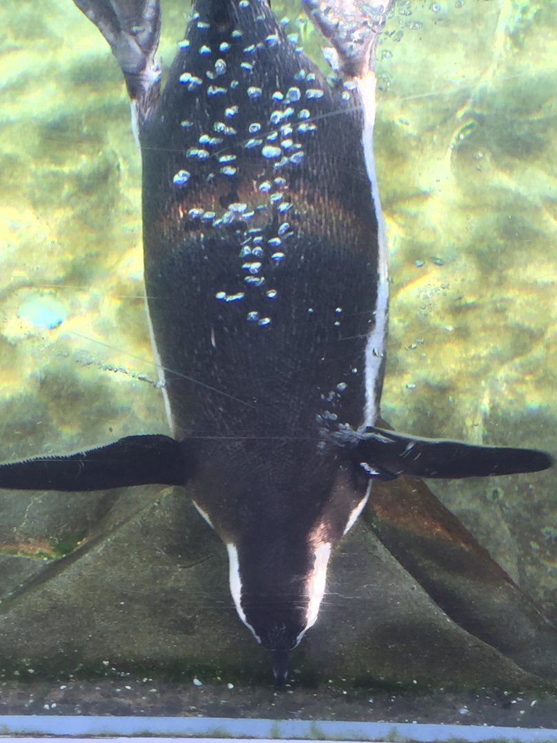 Magellanic penguin 3-18-2018