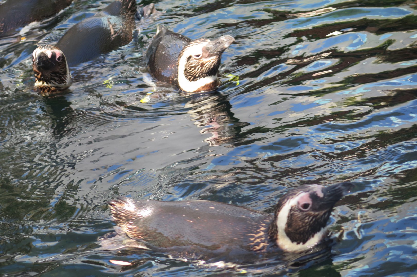 Magellanic Penguin(8/26/24)