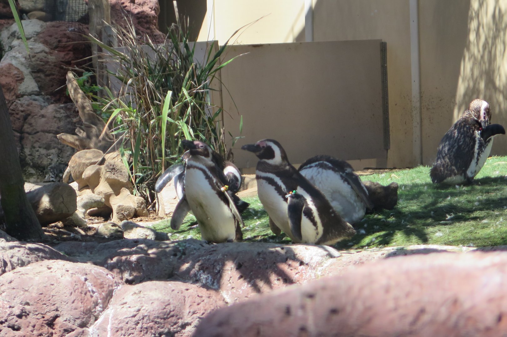 Magellanic Penguin(8/26/24)