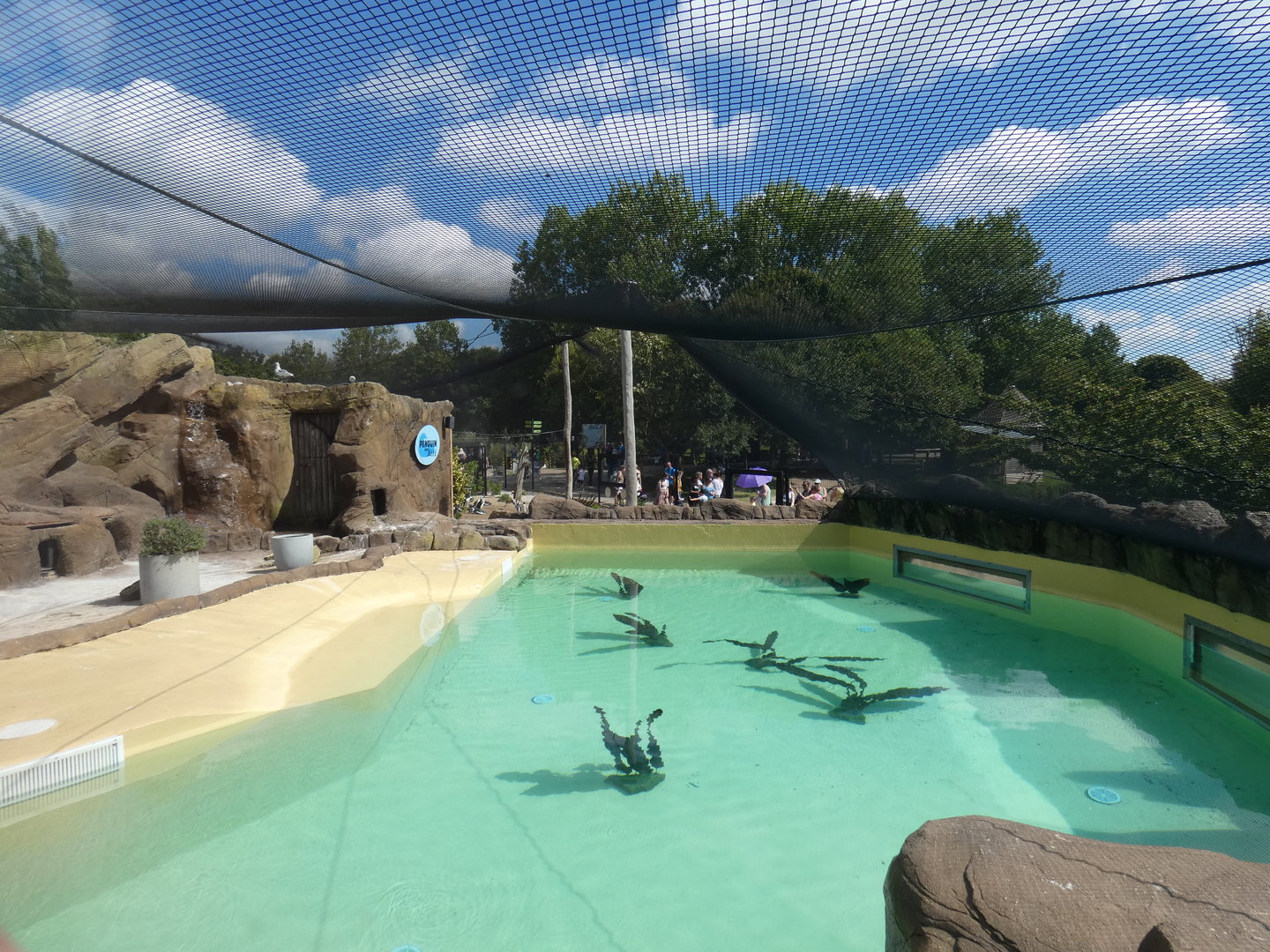 Magellanic penguin and Inca tern enclosure