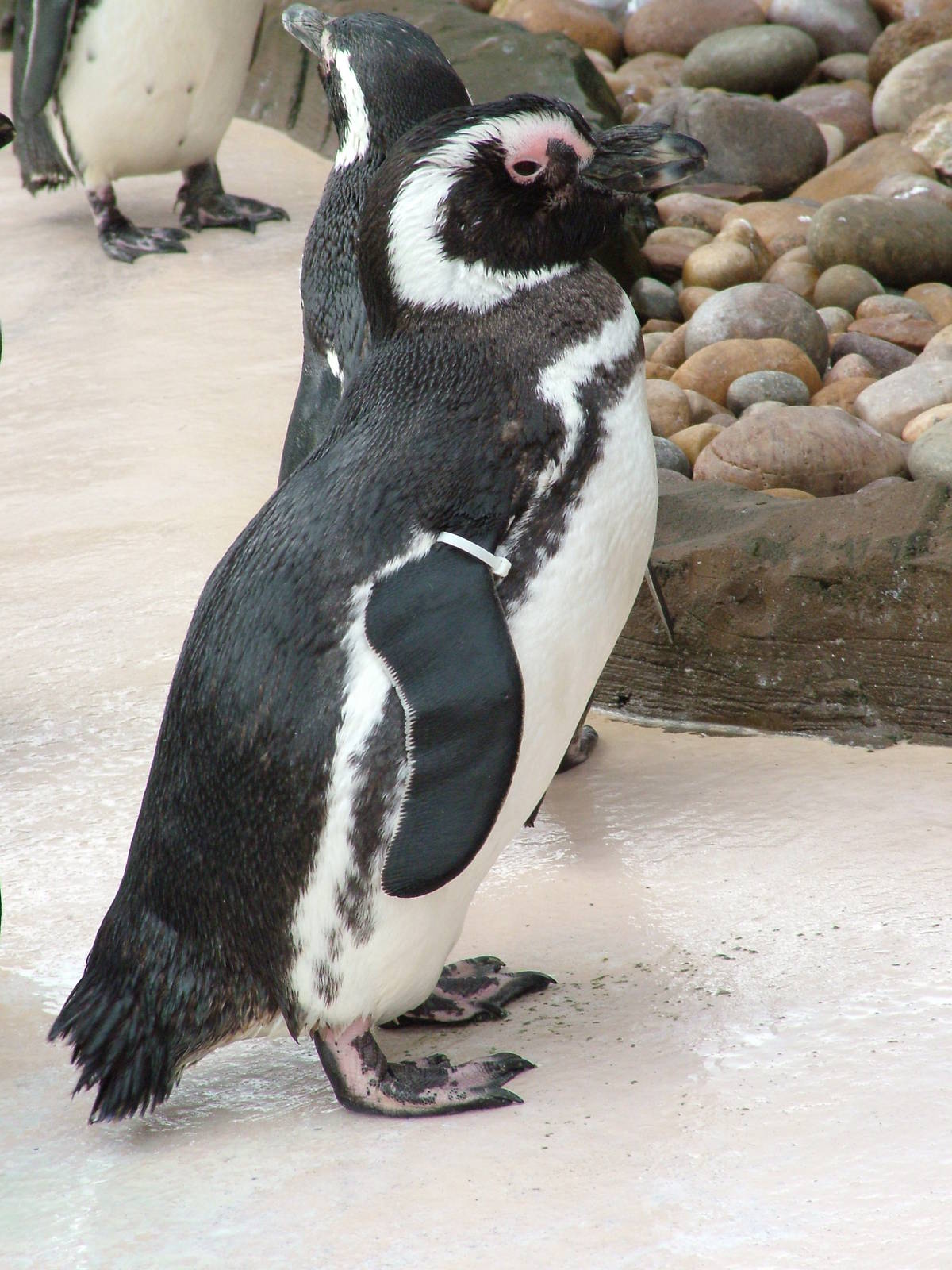 Magellanic Penguin at Blackpool 26/03/10
