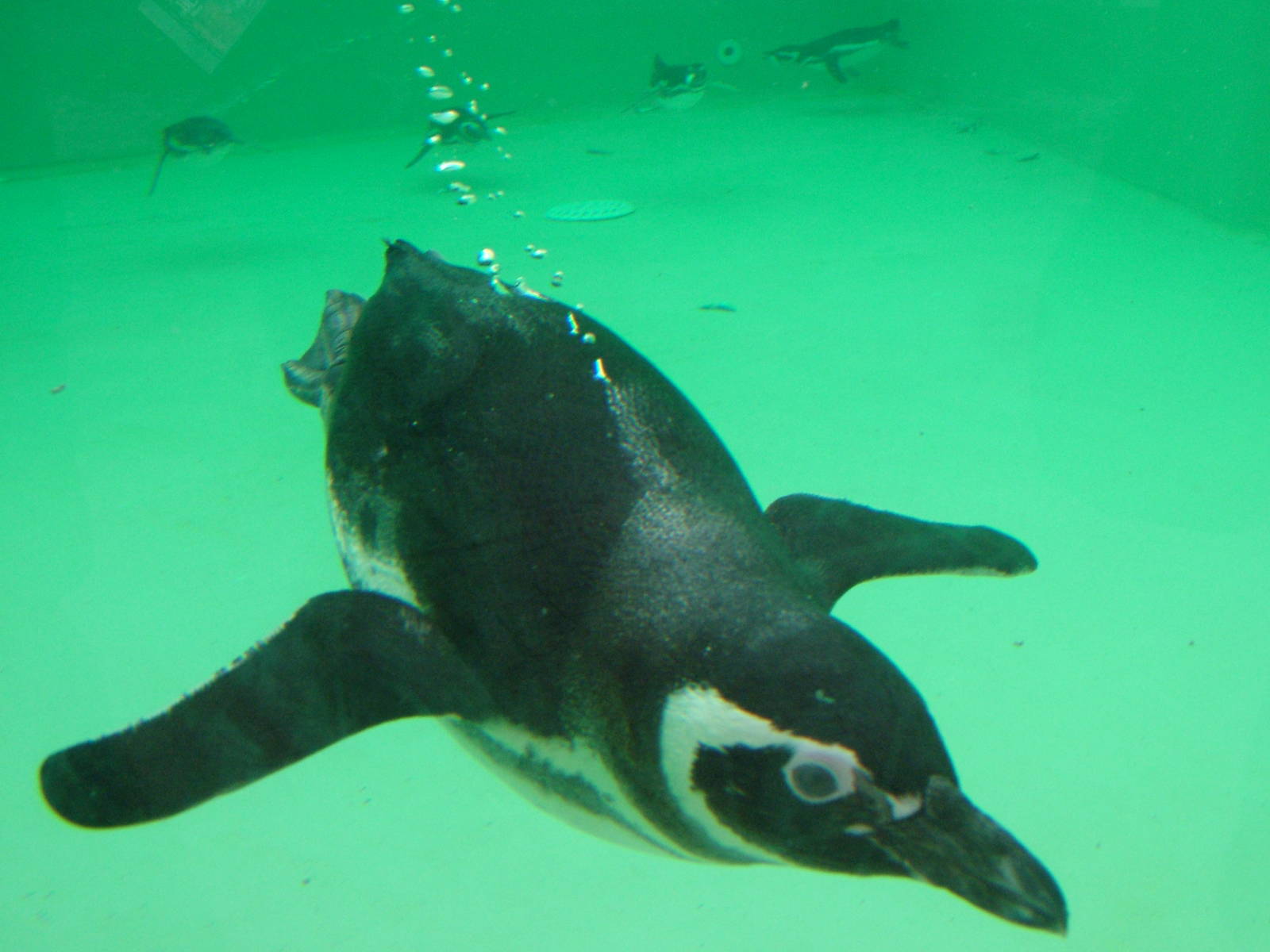 Magellanic Penguin at Blackpool 26/03/10